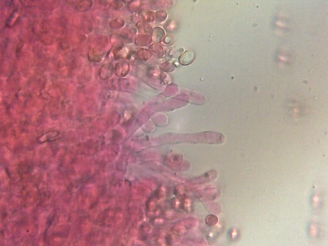 uscita con Zico e Luigi